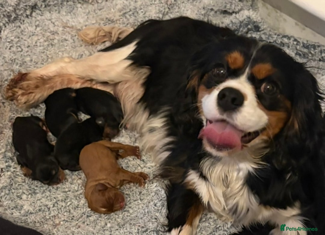 Cavalier King Charles Spaniel dogs for sale: KC King Charles Cavalier Puppies for sale  - Advert 25