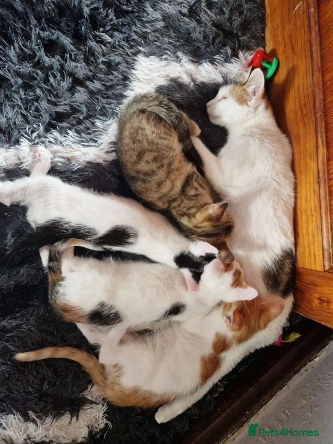 Mixed Breed cats for sale: 4 beautiful kittens  - Advert 2