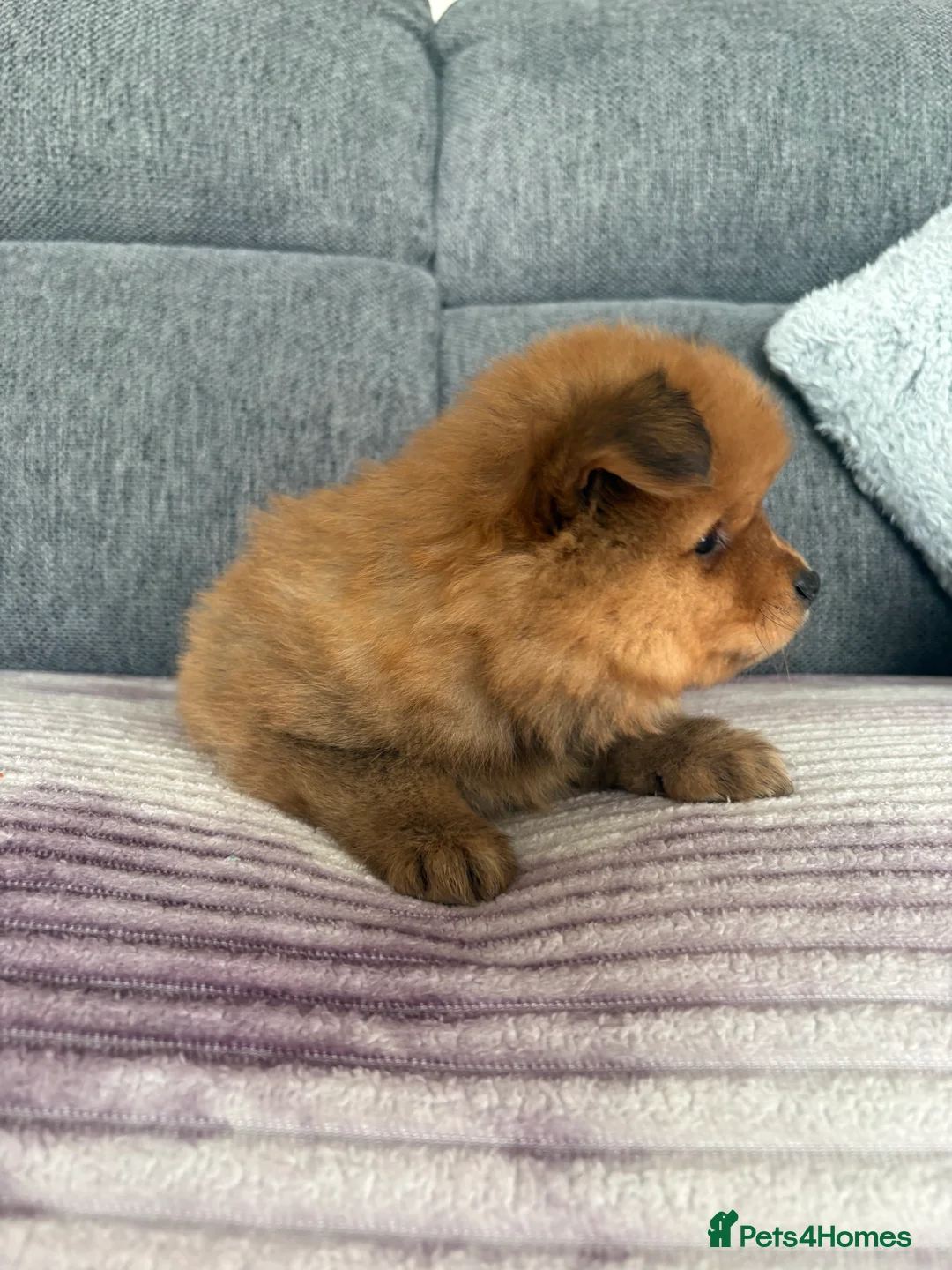 Pomeranian dogs for sale: Pomeranian Puppies - Advert 19