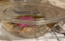 Lovebirds birds for sale: Rehoming Bonded Yellow Lovebirds with Full Setup - Image 7