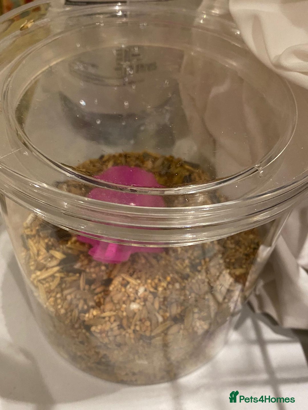 Lovebirds birds for sale: Rehoming Bonded Yellow Lovebirds with Full Setup - Image 7