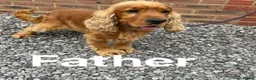 Cocker Spaniel dogs for sale: Cocker spaniel puppies - Advert 2