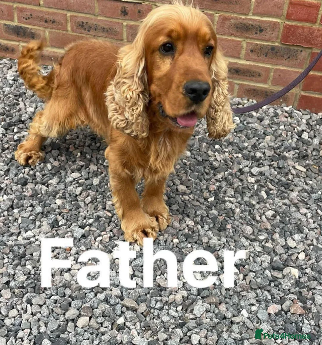 Cocker Spaniel dogs for sale: Cocker spaniel puppies - Advert 2