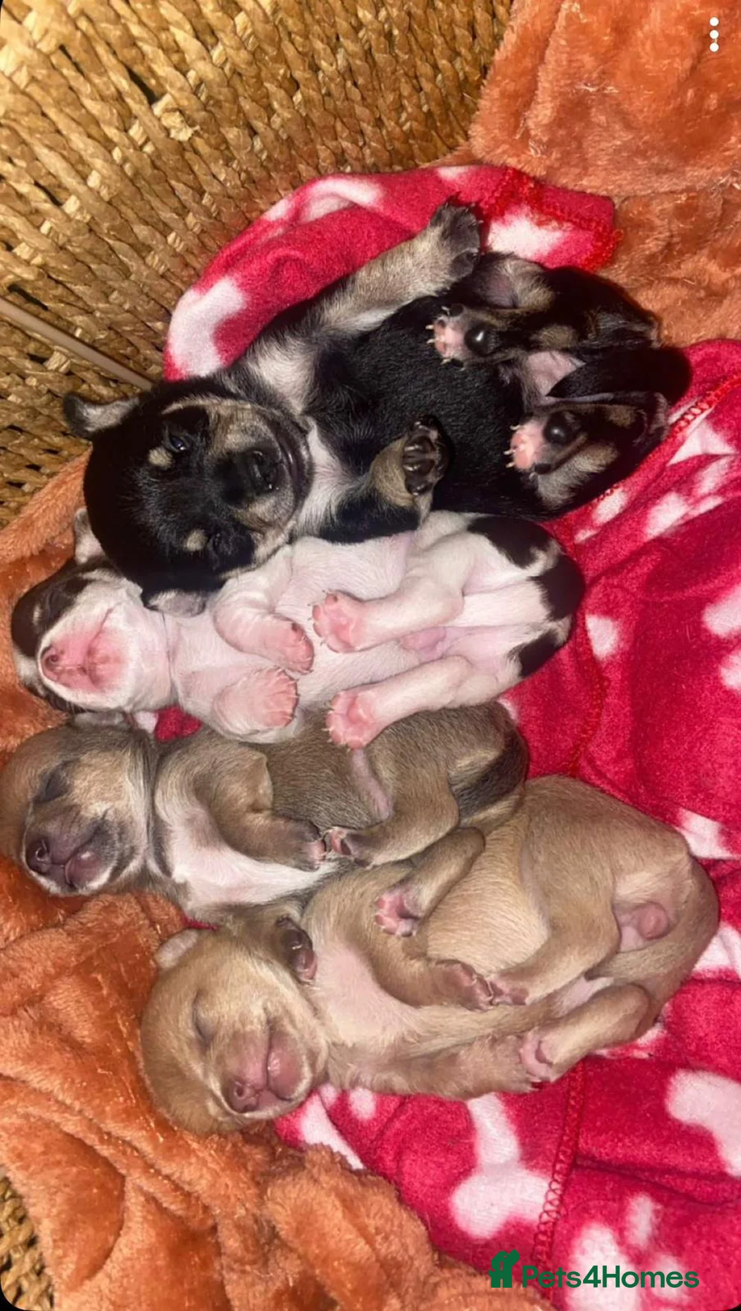 Chihuahua dogs for stud: Tiny  Chihuahua for Stud - Advert 2