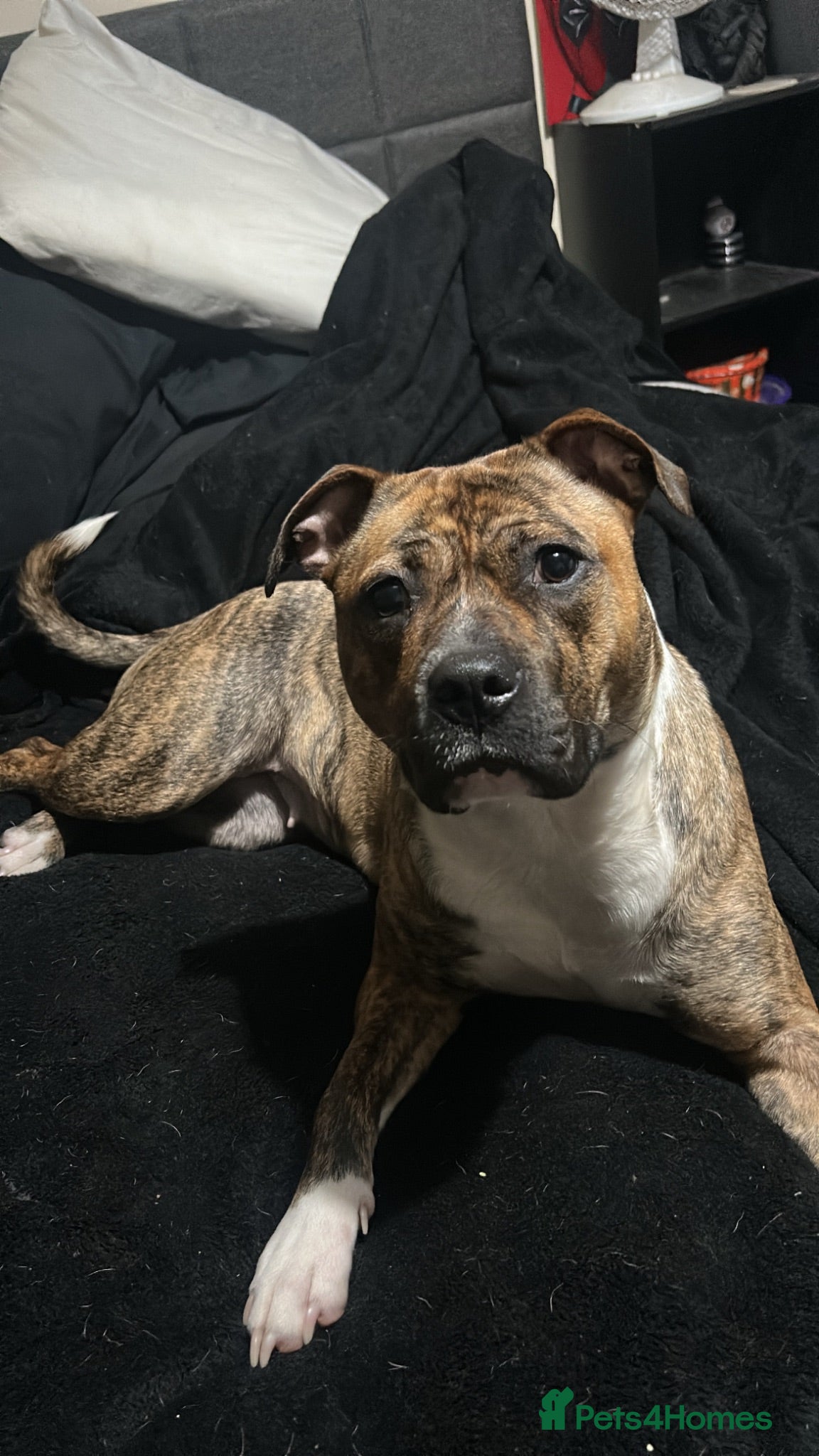 Mixed Breed dogs Fraffie litter (Frenchie/Staff cross)  - Advert 2