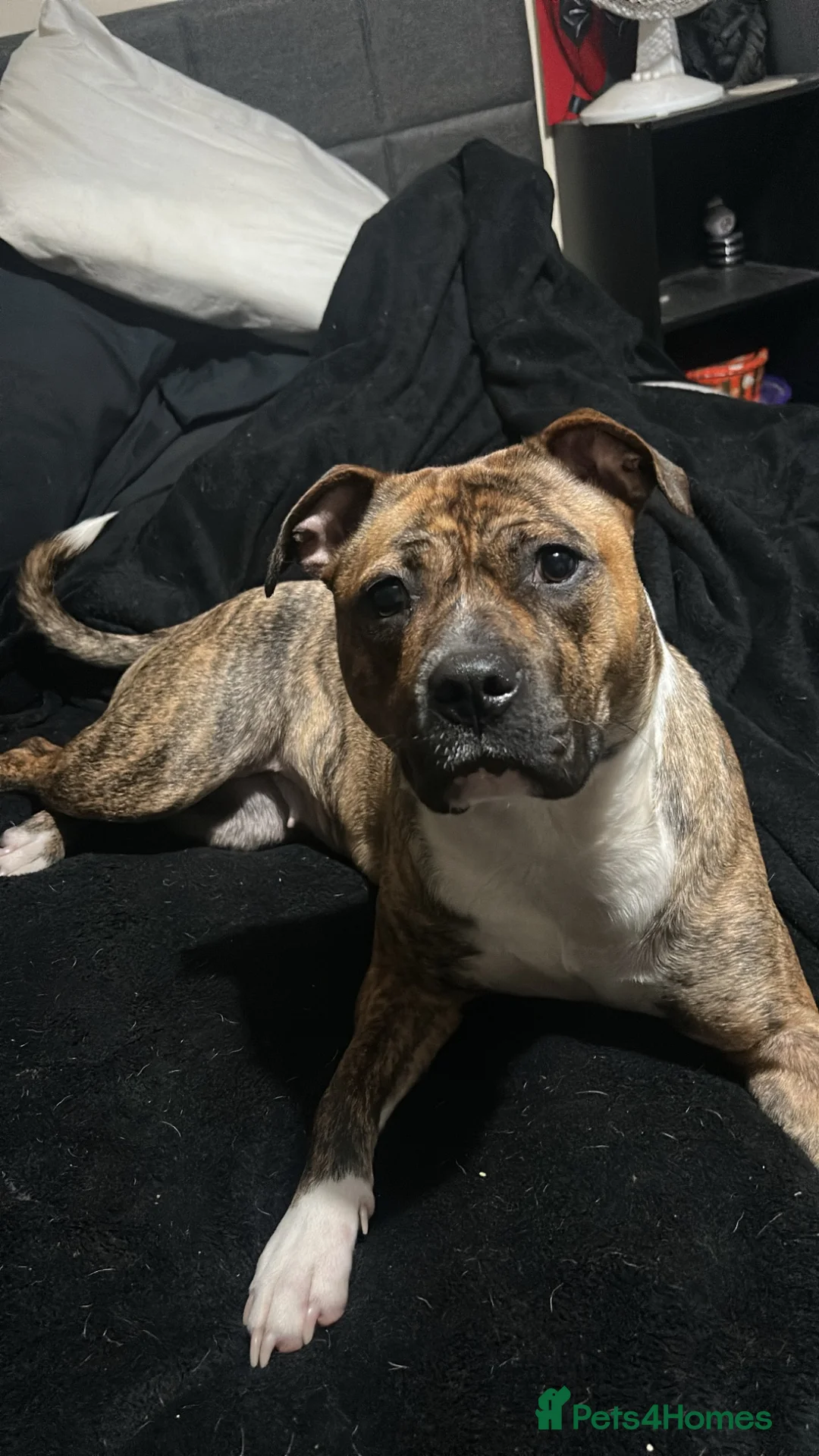 Mixed Breed dogs for sale: Fraffie litter (Frenchie/Staff cross)  - Advert 1