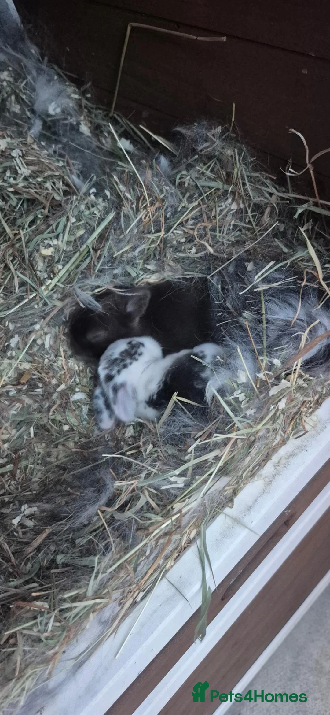 Mini Lop rabbits for sale: Gorgeous Mini Lop bunny available - Advert 15