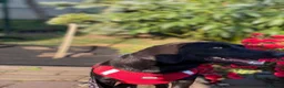 Mixed Breed dogs for adoption: ❤️🐶 BLACKY –DACHSHUND PEOPLE KNOW THE MAGIC...❤️ in Coventry - Advert 8