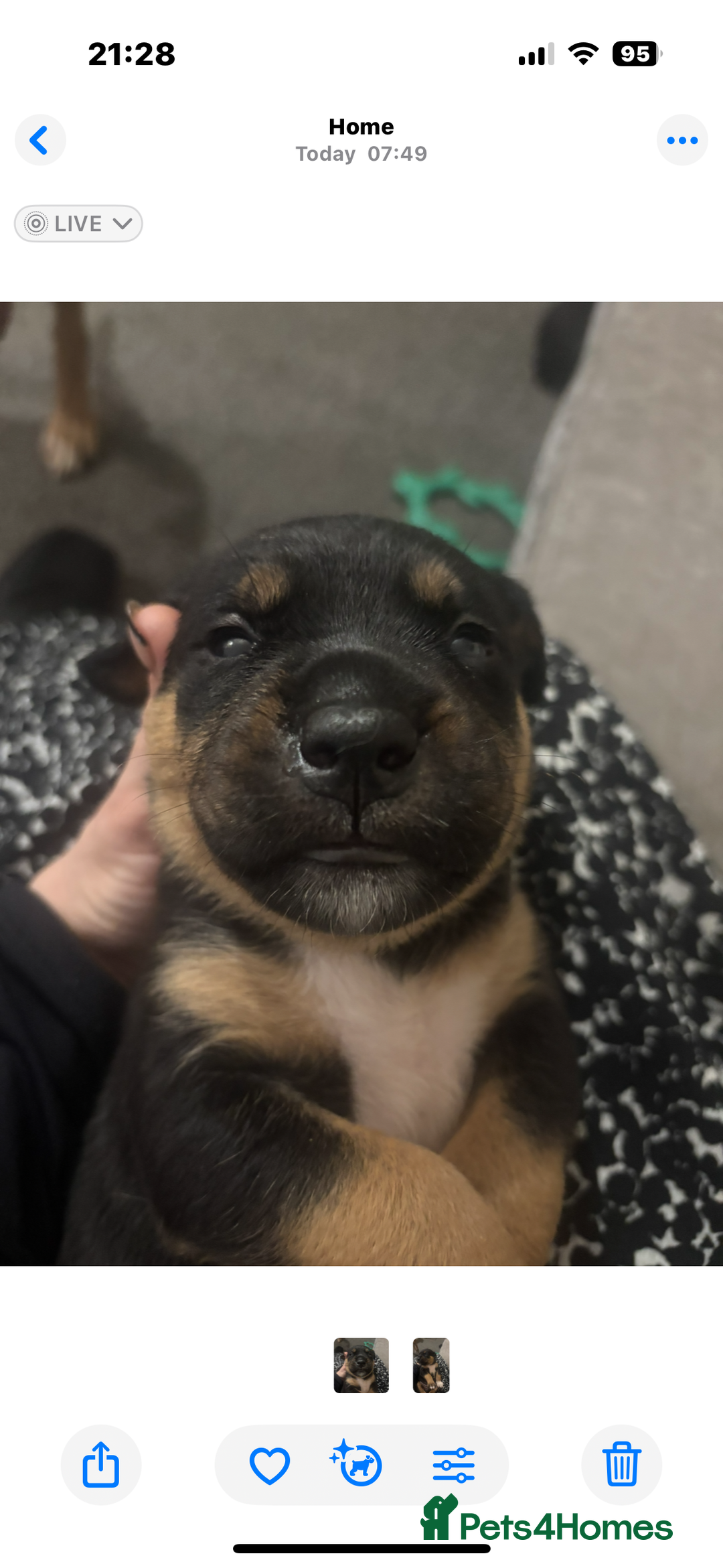 Mixed Breed dogs for sale: My surprise litter - Advert 16