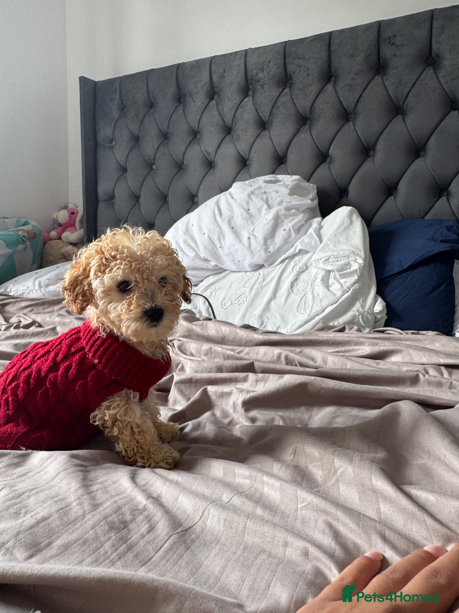 Miniature Poodle dogs Final price drop  - Advert 4