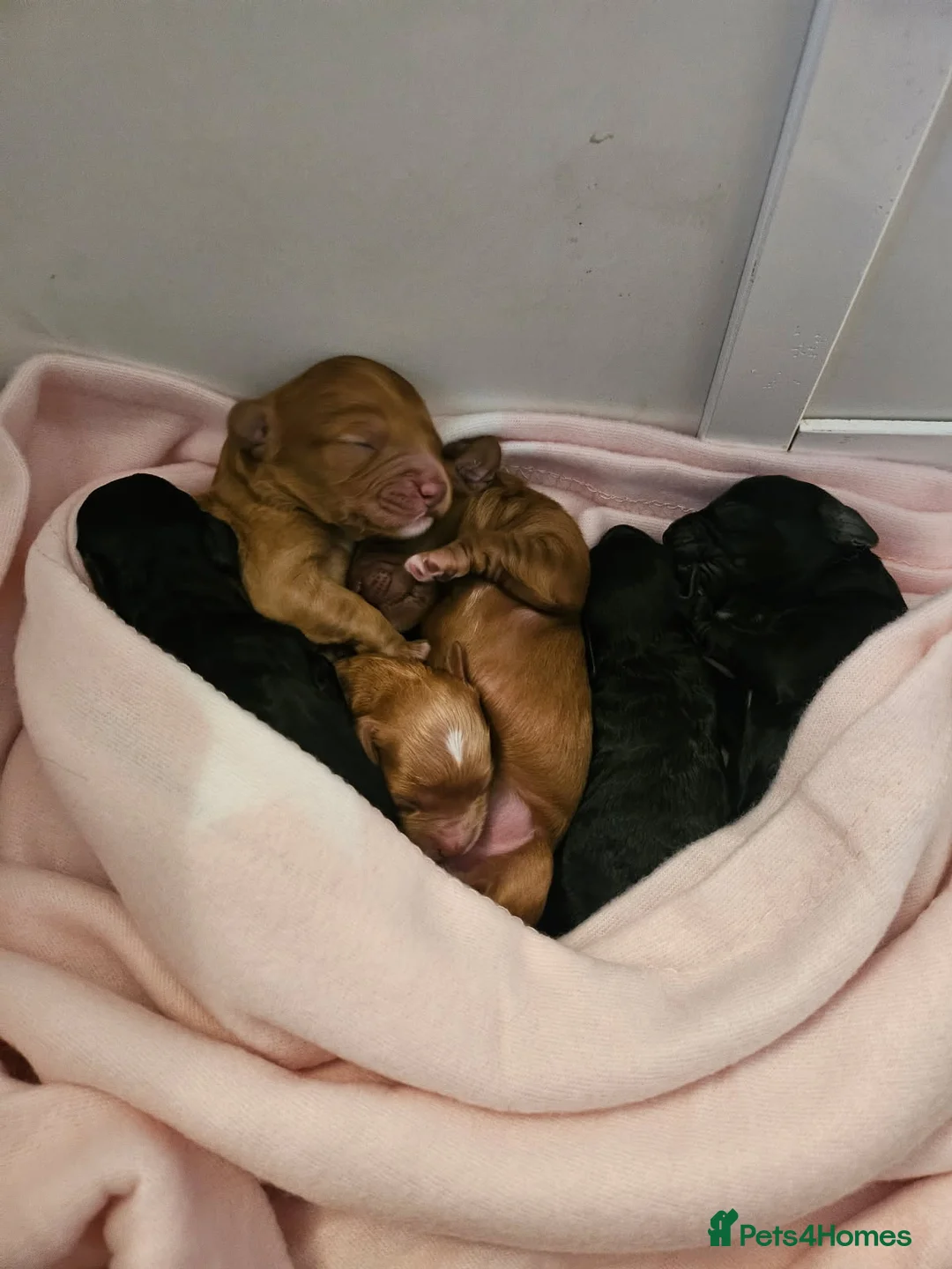 Toy Poodle dogs for stud: ‘Teddy’ KC Registered/Health tested Toy Stud in Wigan - Advert 38