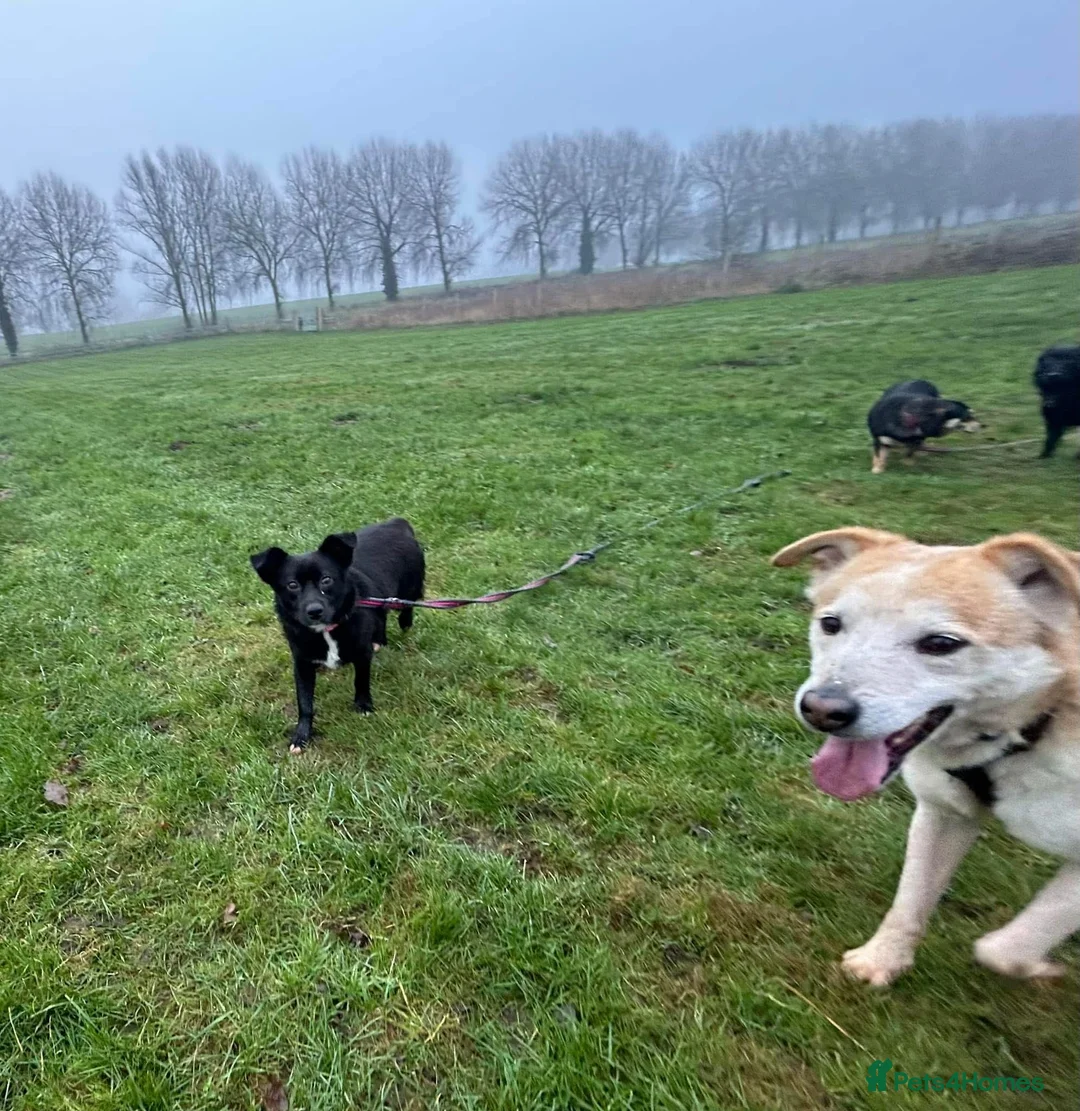 Mixed Breed dogs for adoption: Kimba - Norwich Norfolk  in Norwich - Advert 13