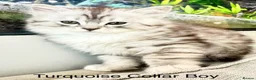 Mixed Breed cats for sale: Rare Silver Smoke Longhair  **  Breed Cross - Advert 13