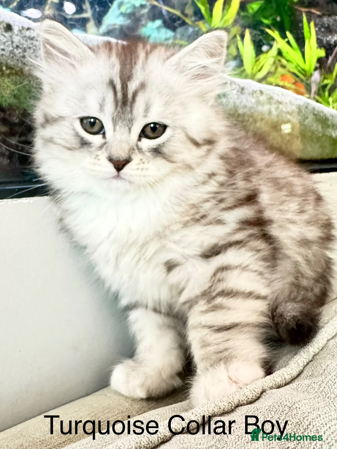 Mixed Breed cats for sale: Rare Silver Smoke Longhair  **  Breed Cross - Advert 13