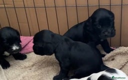 Cocker Spaniel dogs for sale: Cocker Spaniel Puppies - Image 8