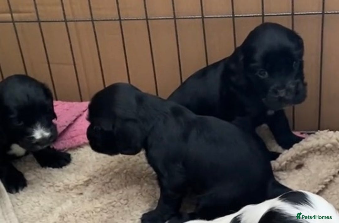 Cocker Spaniel dogs for sale: Cocker Spaniel Puppies - Image 8