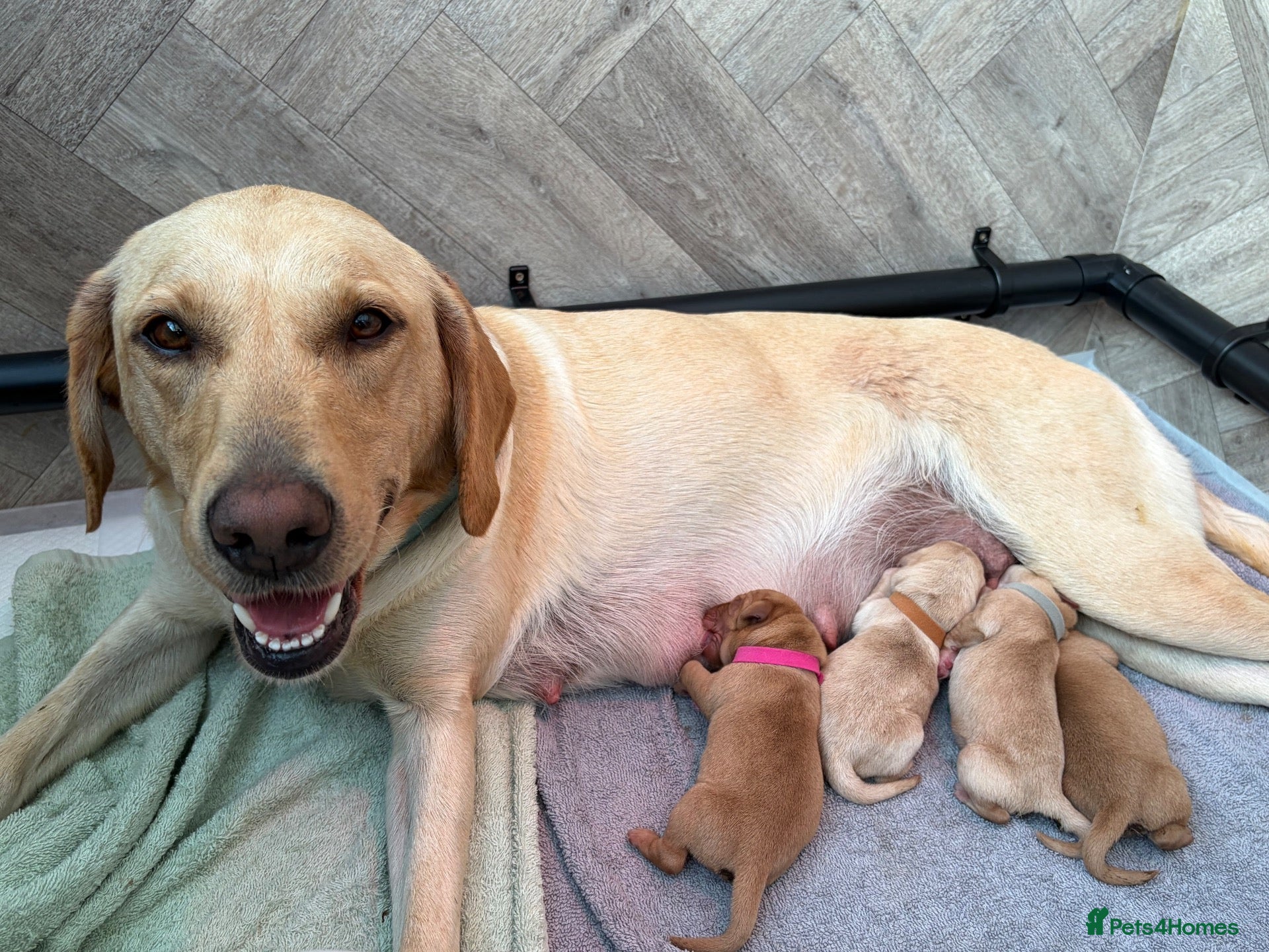 Labrador Retriever dogs 7 KC Registered Labrador Puppies 2 girls 5 boys - Advert 3