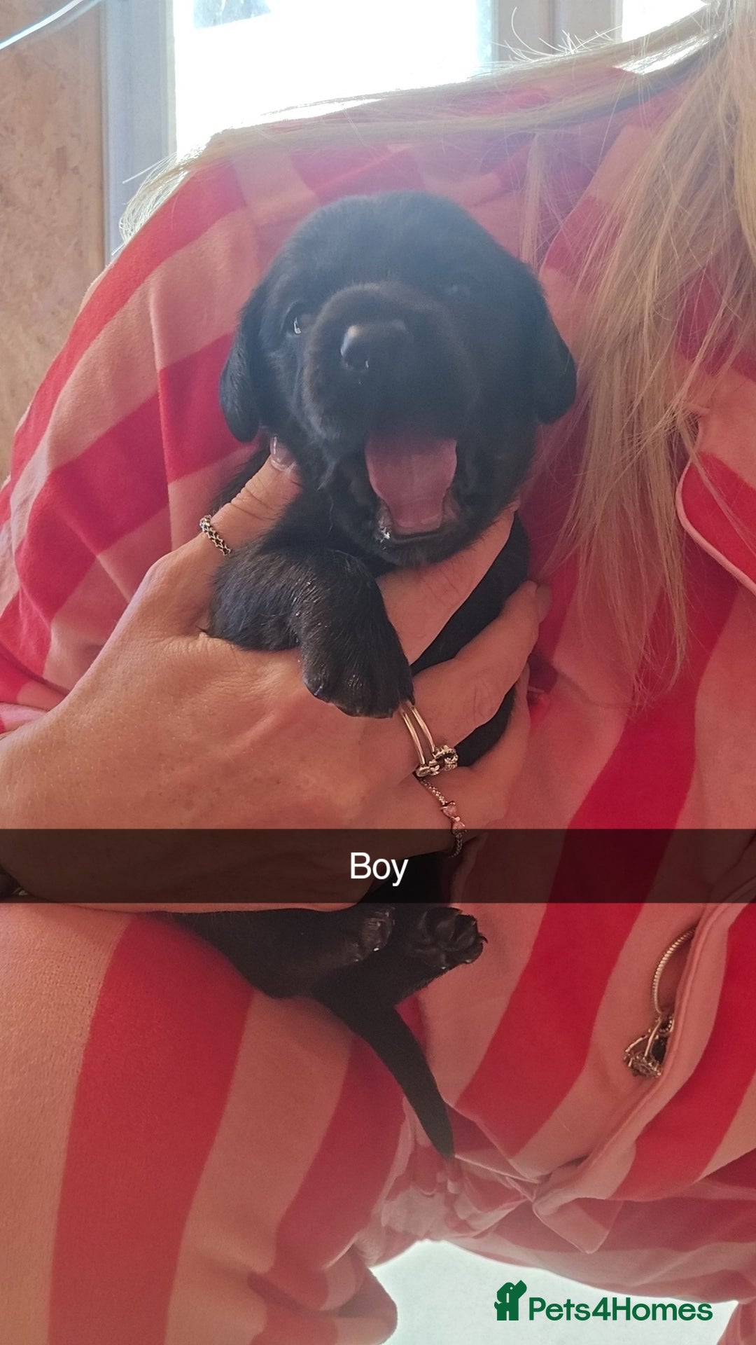 Mixed Breed dogs for sale: Labradoodle x dachshund  - Image 12