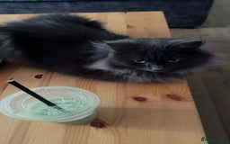 Nebelung cats for sale: Loved cat for sale  - Image 5