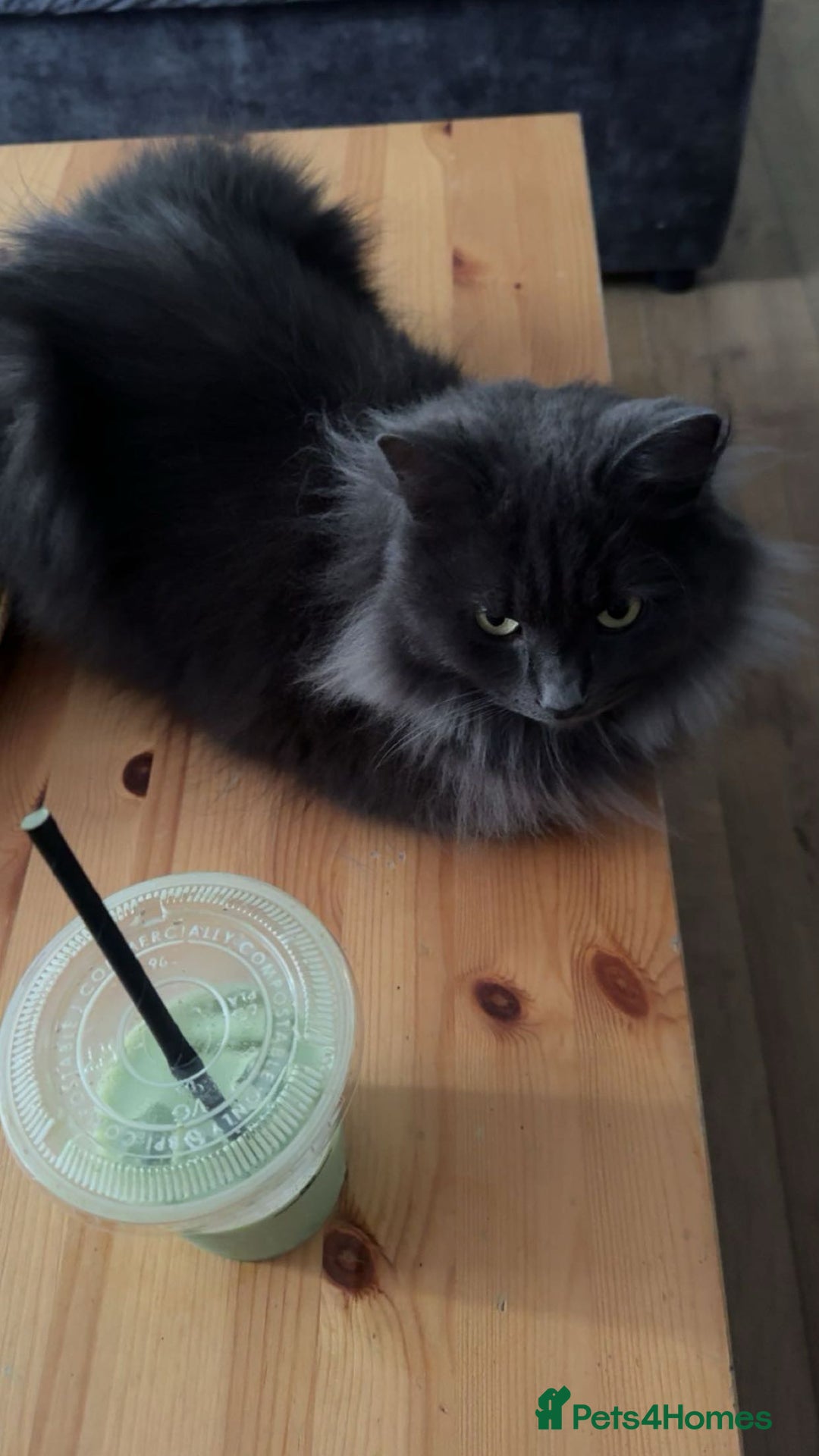 Nebelung cats for sale: Loved cat for sale  - Image 5