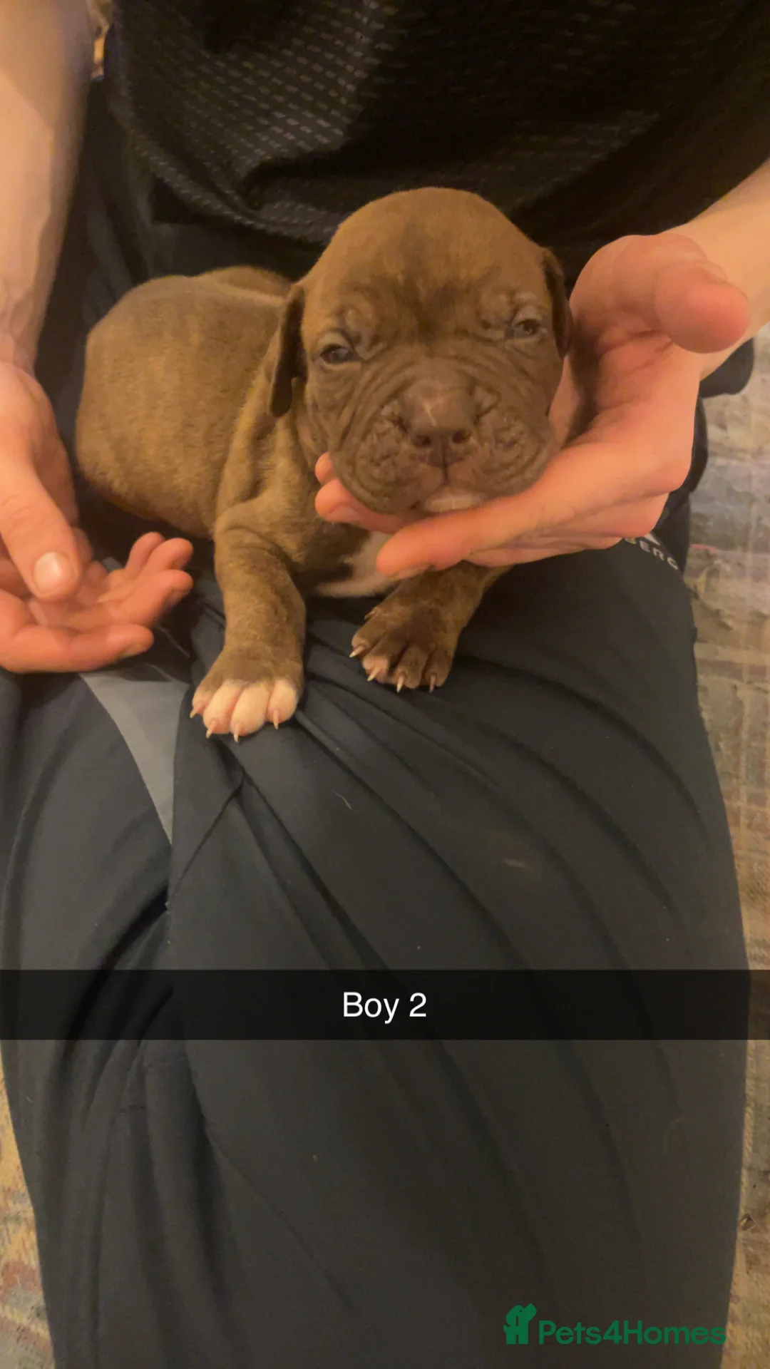 Mixed Breed dogs for sale: American bully x American bulldog puppies - Advert 8