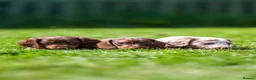 Miniature Dachshund dogs for sale: Miniature dachshunds boys and girls  - Advert 5