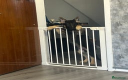 German Shepherd dogs for sale: German shepherd  - Image 1