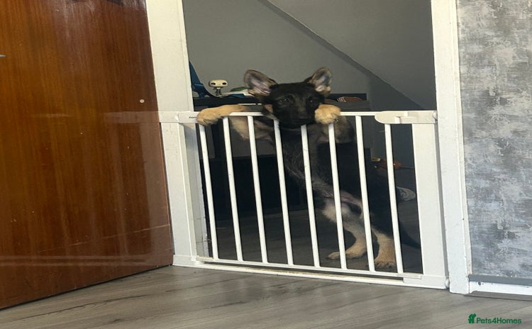 German Shepherd dogs - Advert 2