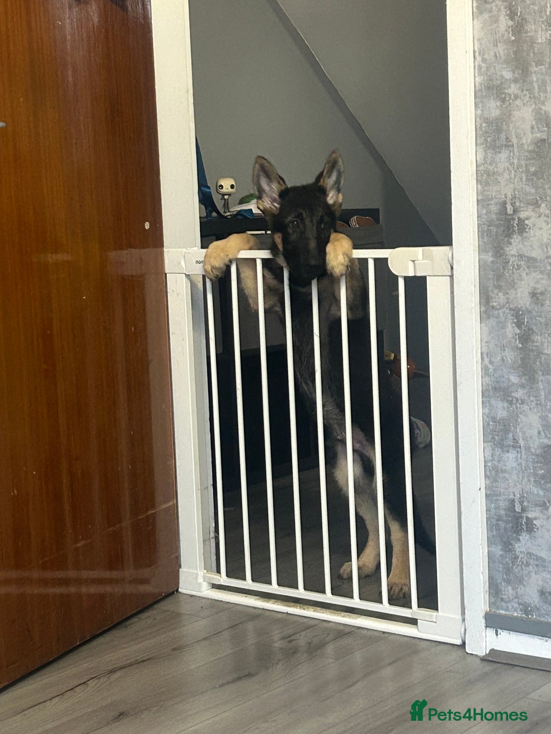 German Shepherd dogs for sale: German shepherd  - Image 1