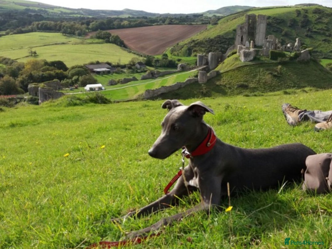 Whippet dogs for stud: BLUE PEDIGREE KC REGISTERED WHIPPET AT STUD in Salisbury - Image 18