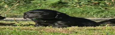 Cocker Spaniel 3