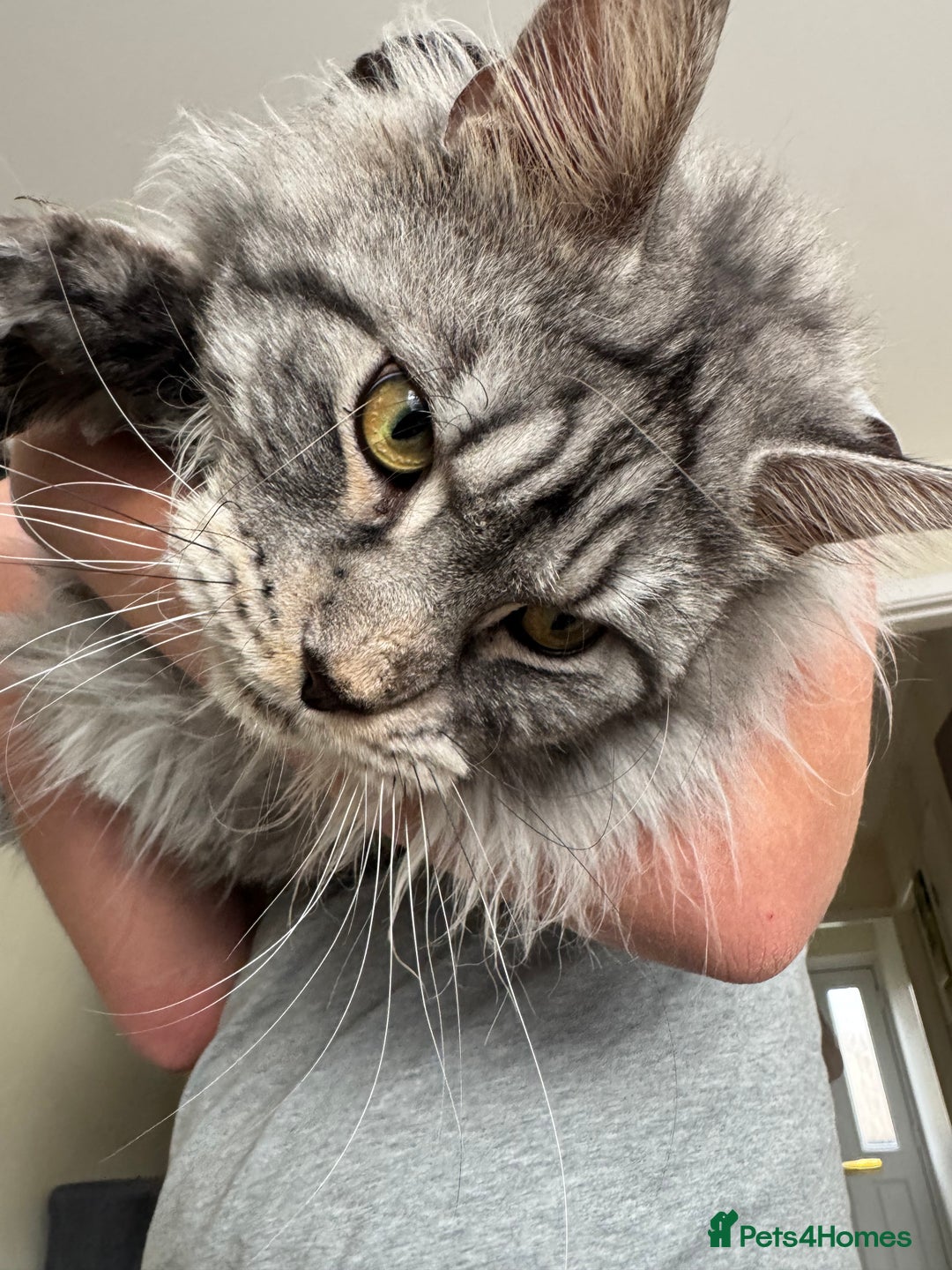 Maine Coon cats for stud: STUDY Beautiful Maine Coon, GCCF, TICA registered  in Ipswich - Advert 9