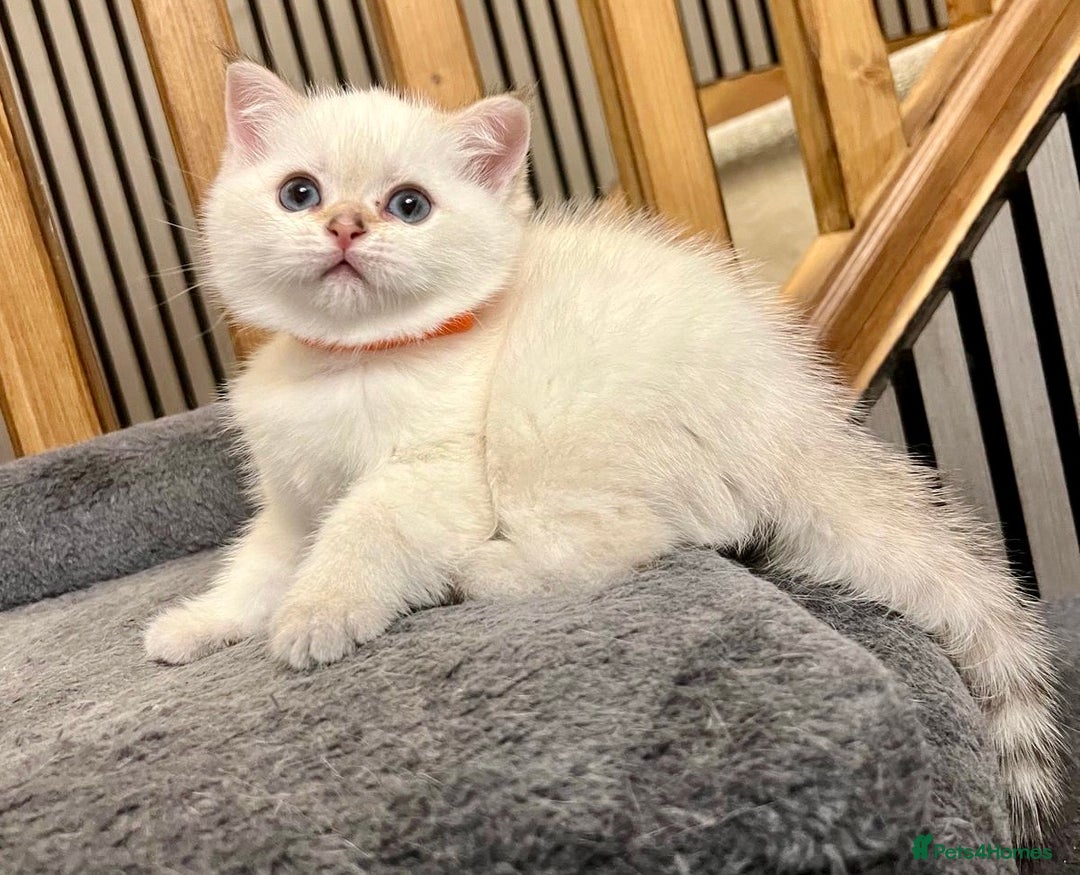 British Shorthair cats for sale: Fully pedigree kittens - Advert 10