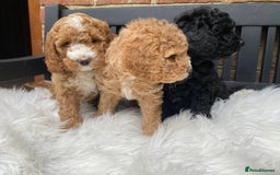 Australian Labradoodle dogs for sale: Adorable 3/4 Australian Labradoodle Puppies  - Image 8