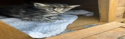 Mixed Breed cats for sale: Longhaired Black & Dark Tabby Chunky Kittens - Advert 6