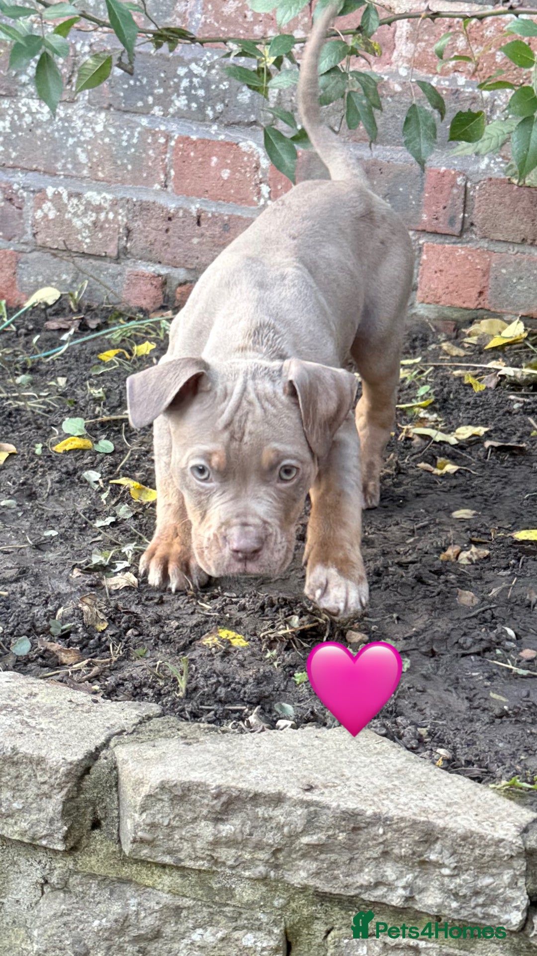 American Bully dogs for sale: 3 furbabies left ! ABKC Classic American Bullys - Advert 20