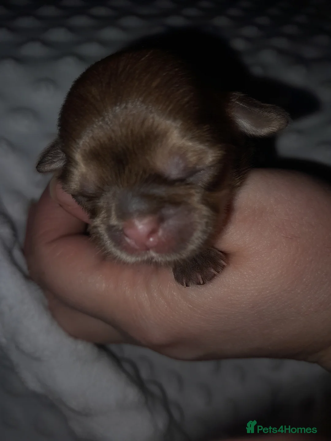 Shih Tzu dogs for sale: Shih tzu puppies 🐶 - Advert 1