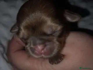 Shih Tzu dogs Shih tzu puppies 🐶 - Advert 15