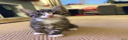 Mixed Breed cats for sale: Kittens ready to leave  - Advert 6