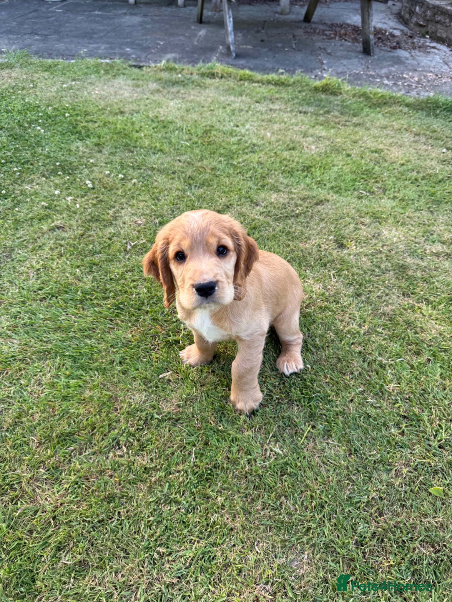 Cocker Spaniel dogs One Gorgeous Working Cocker Spaniel left - Advert 2