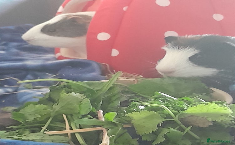 Guinea Pig rodents - Advert 3