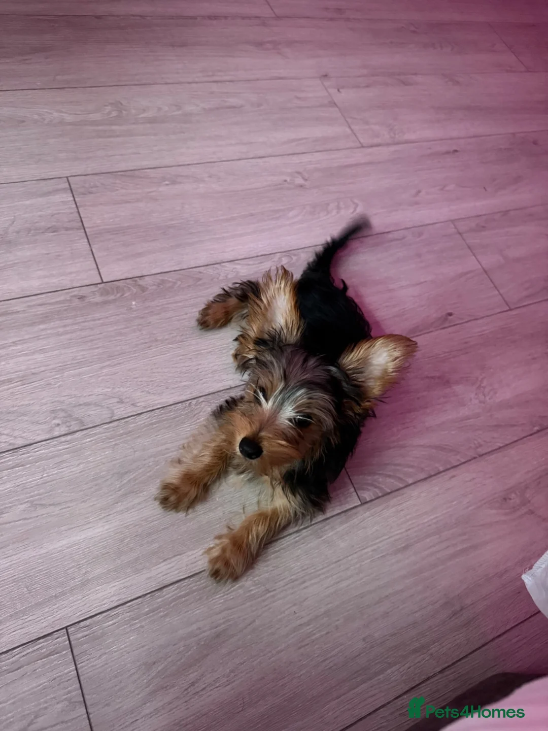 Yorkshire Terrier dogs for sale: Adorable Yorkshire terrier Puppy for sale  - Advert 1