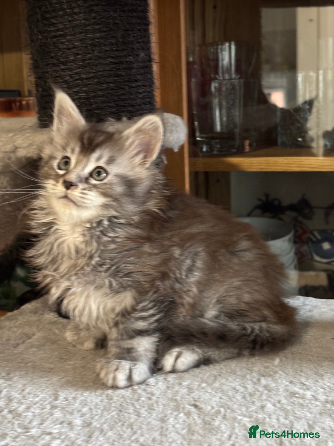 Maine Coon cats for sale: Maine Coon kittens polydactyl/non polydactyl  - Advert 2
