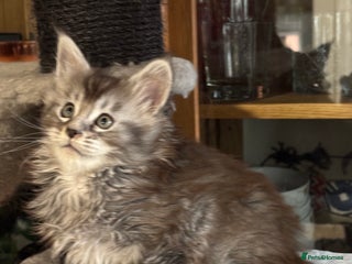 Maine Coon cats Maine Coon kittens polydactyl/non polydactyl - Advert 17