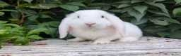 Mixed Breed rabbits for sale: Mini lop  in Hailsham - Advert 4