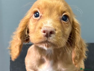 Cocker Spaniel dogs READY NOW FULLY VAX RED WORKING COCKER SPANIELS - Advert 9