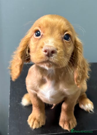 Cocker Spaniel dogs READY NOW FULLY VAX RED WORKING COCKER SPANIELS - Advert 2