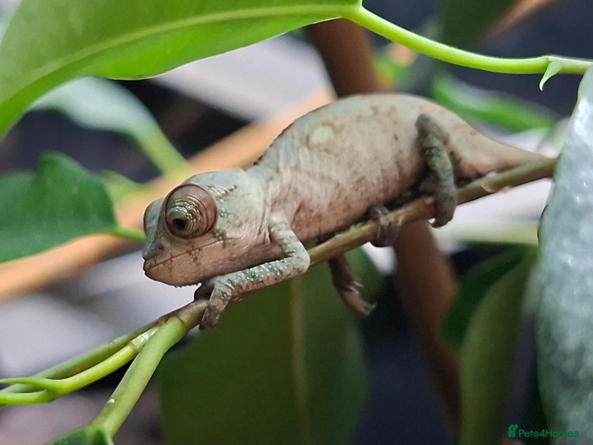 Chameleon reptiles Baby panther chameleons  - Advert 6