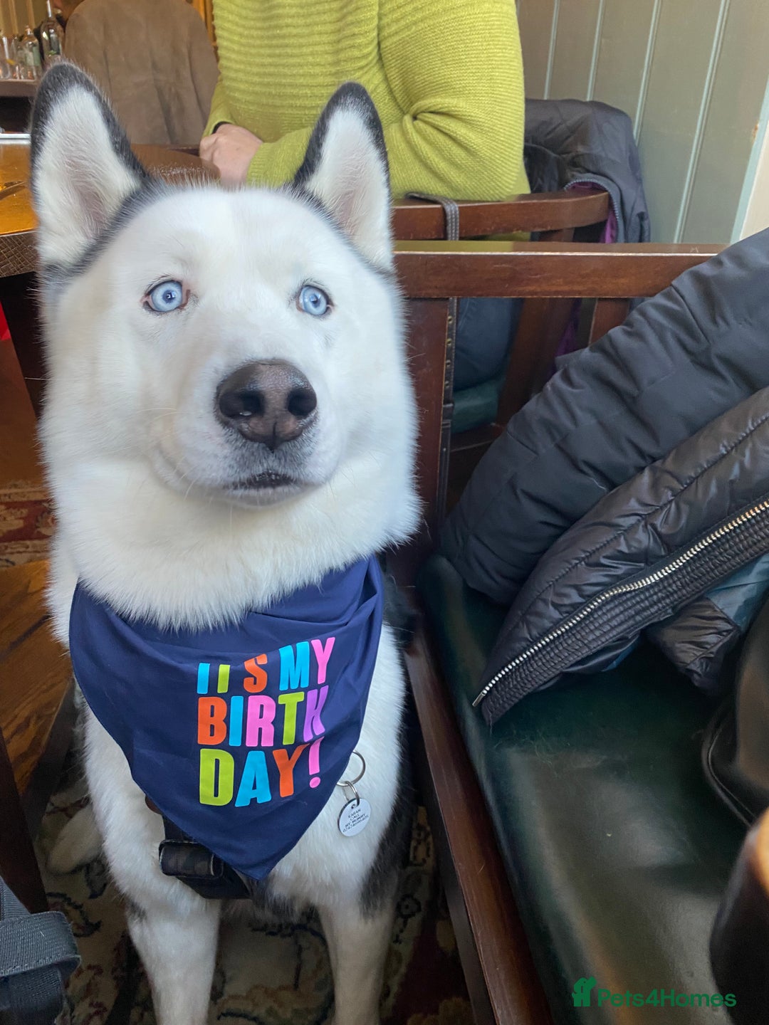 Siberian Husky dogs for stud: Stunning Blue eye Sibrian Husky for Stud in Liverpool - Image 17