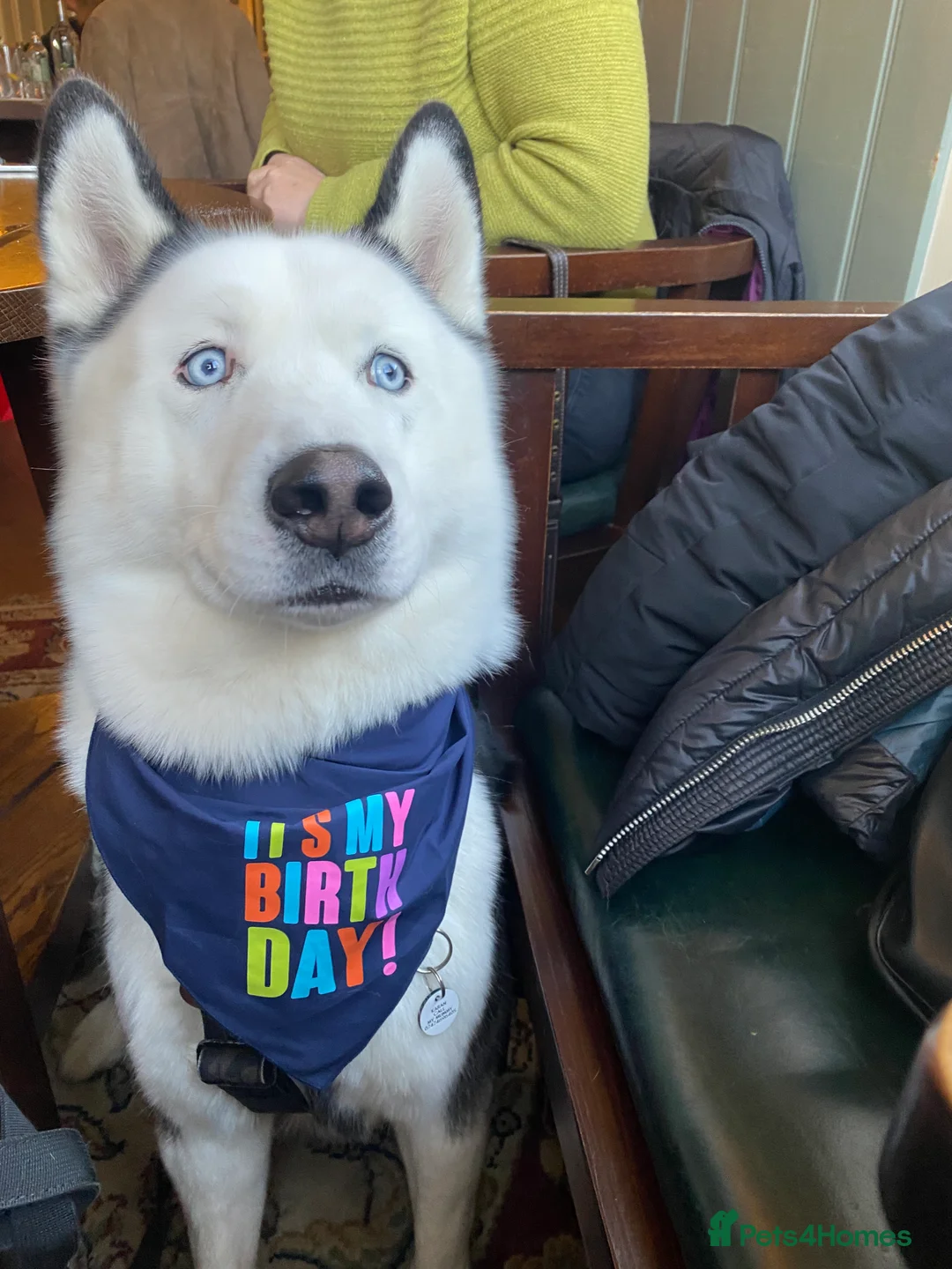 Siberian Husky dogs for stud: Stunning Blue eye Sibrian Husky for Stud(proven) in Liverpool - Advert 17